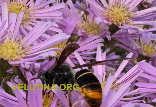 Vespa auf Blumen in Metz